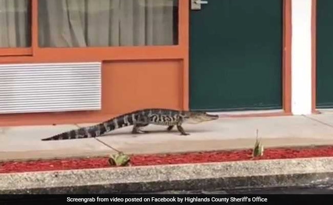 Watch: Baby Alligator Filmed Strolling Through Motel Corridor