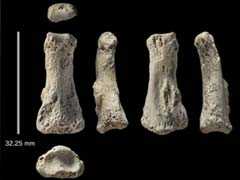 90,000-Year-Old Homo Sapiens Finger's Fossil Found In Saudi Desert