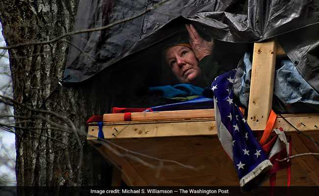 Perched On A Platform High In A Tree, A 61-Year-Old Woman Fights A Gas Pipeline
