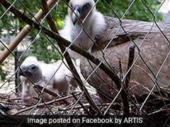 Chick Adopted By Gay Vultures Released In The Wild