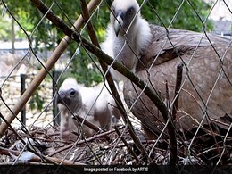 Chick Adopted By Gay Vultures Released In The Wild Chick Adopted By Gay Vultures Released In The Wild