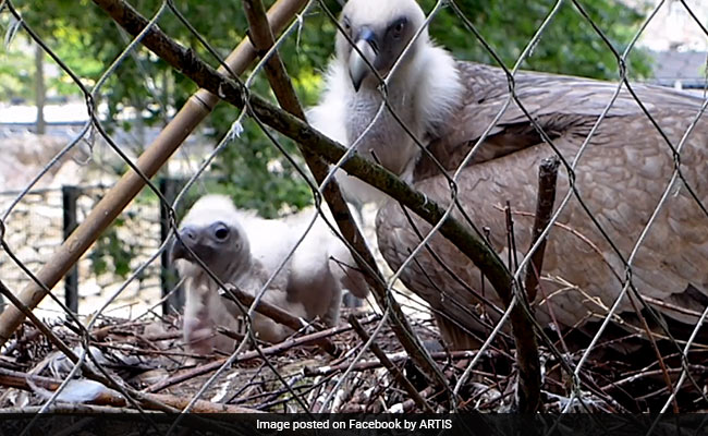 Chick Adopted By Gay Vultures Released In The Wild