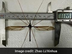 Giant Mosquito Found In China, Has 11.15 Centimetres Wing Span