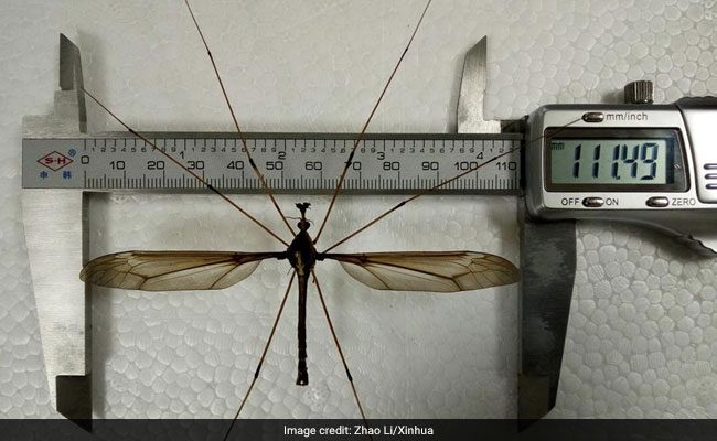 Giant Mosquito Found In China, Has 11.15 Centimetres Wing Span