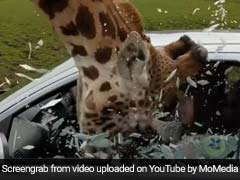 Viral Video Shows Car Window Shattering After Giraffe Gets Head Stuck