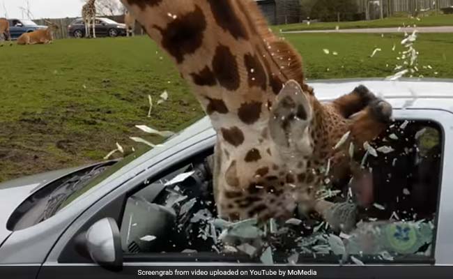 Viral Video Shows Car Window Shattering After Giraffe Gets Head Stuck