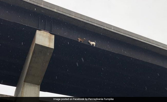 Two Goats Got Stuck On A 50-Foot-High Bridge And No One Knows How