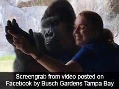 Monkey See, Monkey Do: Gorilla Matches Trainer's Moves In Adorable Video