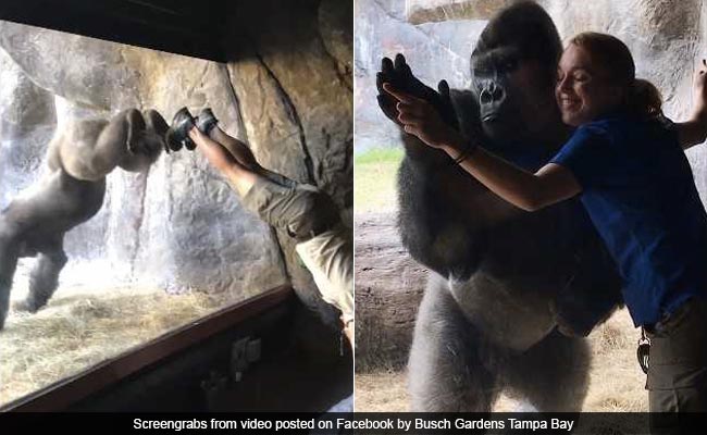 Monkey See, Monkey Do: Gorilla Matches Trainer's Moves In Adorable Video