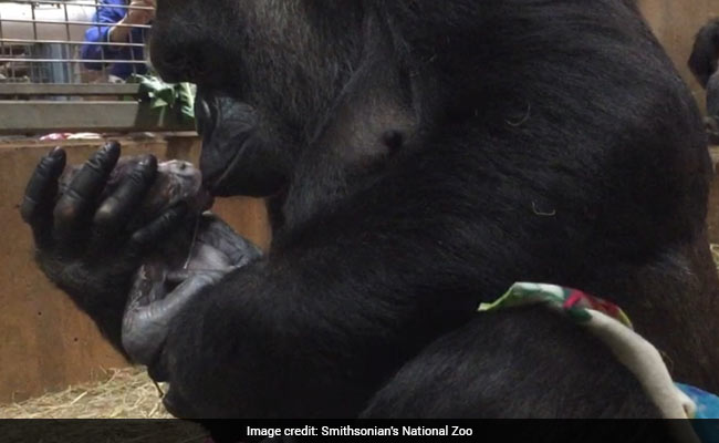 It's A Boy! Critically Endangered Western Lowland Gorilla Born In US Zoo