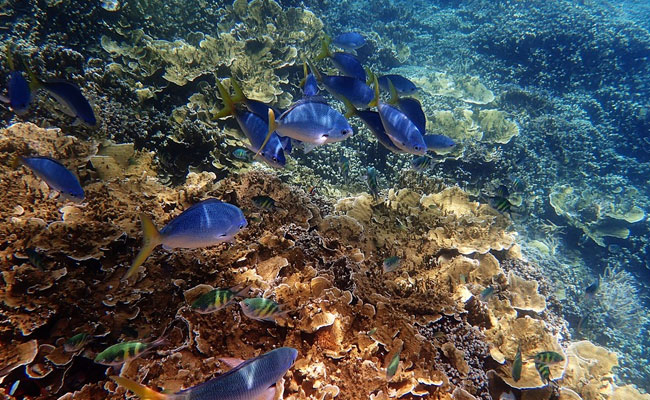 Australia's Great Barrier Reef In "Very Poor" Condition, Says State Agency