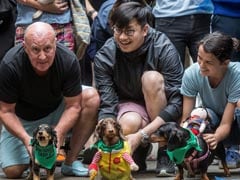Hong Kong "Doggie Dash" Raises Funds For Abandoned Pooches