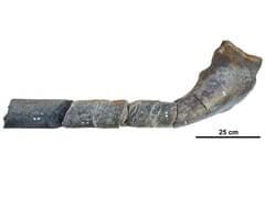 Jaw Fossil Found On English Beach Belongs To Monstrous Marine Reptile