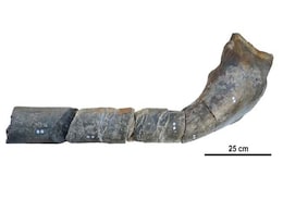 Jaw Fossil Found On English Beach Belongs To Monstrous Marine Reptile Jaw Fossil Found On English Beach Belongs To Monstrous Marine Reptile