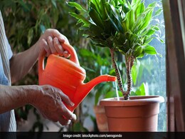 रसोईघर में धूप नहीं आती है तो आज ही लगा लें ये खास पौधे, हवा हो जाएगी एकदम शुद्ध रसोईघर में धूप नहीं आती है तो आज ही लगा लें ये खास पौधे, हवा हो जाएगी एकदम शुद्ध