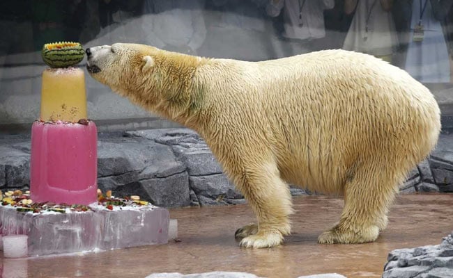 First Polar Bear Born In The Tropics Dies At 27 In Singapore Zoo