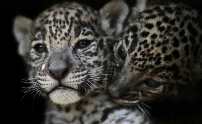 white baby jaguars