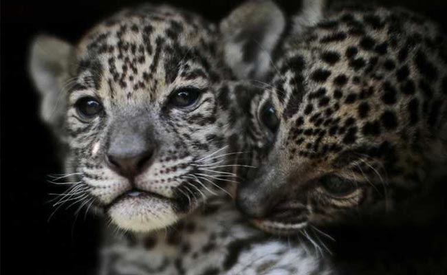 Newborn Jaguar Cubs Draw Fans At This Wildlife Park. See Adorable Pics