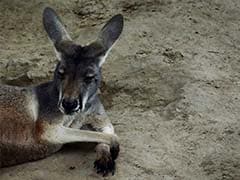They Threw Bricks At Kangaroos In China Zoo To Get Them To Jump. One Died