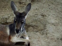 They Threw Bricks At Kangaroos In China Zoo To Get Them To Jump. One Died They Threw Bricks At Kangaroos In China Zoo To Get Them To Jump. One Died