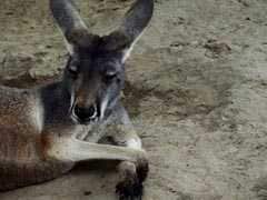 A Kangaroo Wouldn't Hop - So Zoo Visitors Stoned It To Death