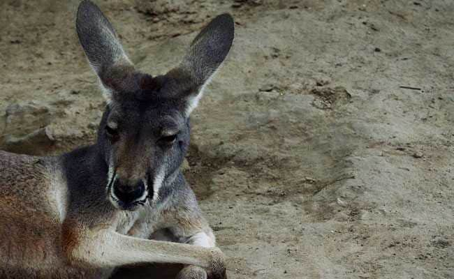 A Kangaroo Wouldn't Hop - So Zoo Visitors Stoned It To Death