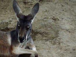 A Kangaroo Wouldn't Hop - So Zoo Visitors Stoned It To Death A Kangaroo Wouldn't Hop - So Zoo Visitors Stoned It To Death