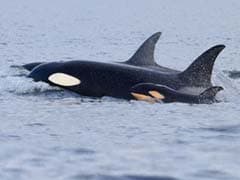 'Fascinated And Horrified' Scientists Watched As A Killer Whale Drowned Another Orca's Calf
