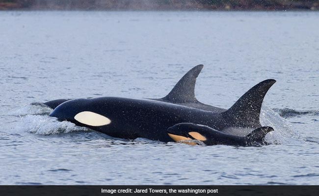 Killer Whales Are Hunting Whale Sharks And Scientists Have The Evidence Now