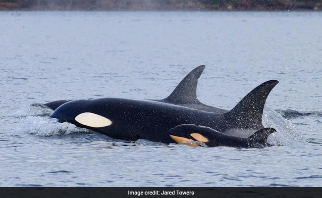 'Fascinated And Horrified' Scientists Watched As A Killer Whale Drowned Another Orca's Calf