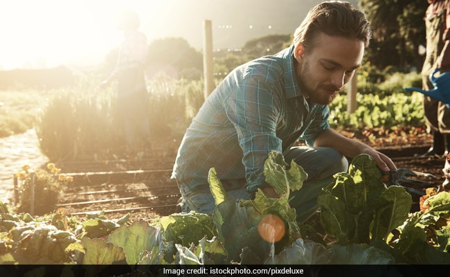 10 Healthiest Edible Plants You Can Easily Grow In Your Kitchen Garden