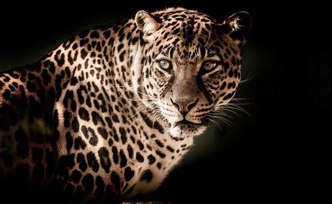 Leopard In Maharashtra, Suspected To Have Killed 2 People, Tranquilised