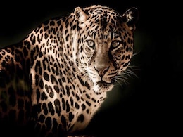 Leopard Killed After Being Hit By Vehicle In Haryana's Faridabad Leopard Killed After Being Hit By Vehicle In Haryana's Faridabad