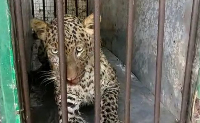 उत्तर प्रदेश : बहराइच में तेंदुए का आतंक, महिला सहित 4 लोगों का किया ये हाल