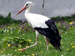 Male Stork Flies 14,000 Km Every Year To Be With The Love Of His Life