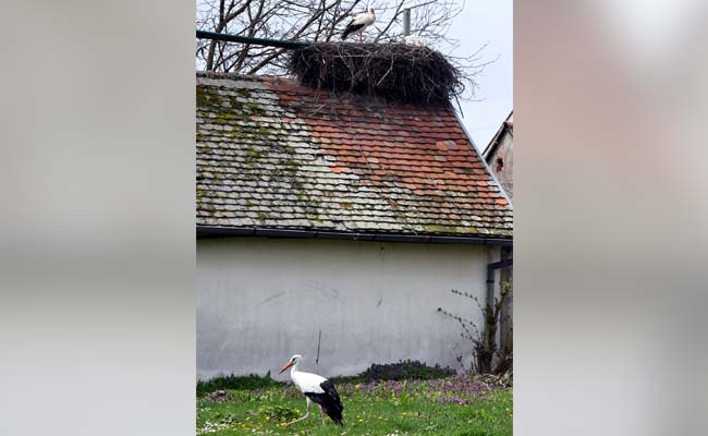 Male Stork Flies 14,000 Km Every Year To Be With The Love Of His Life