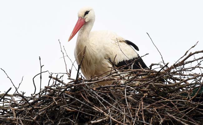 long distance stork afp