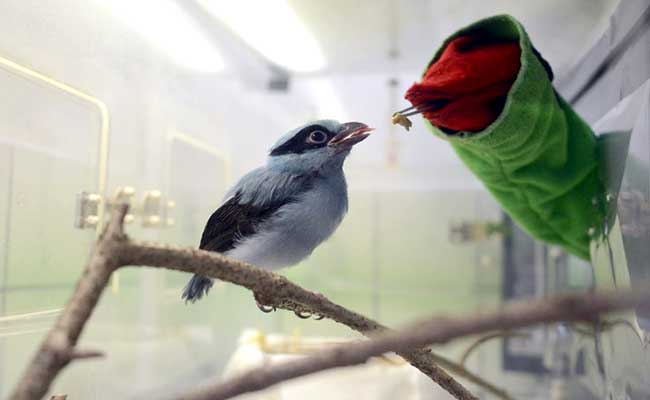 In Pics: Puppet Plays Mom To Endangered Javan Green Magpies At This Zoo