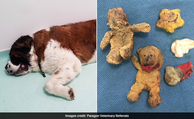 Dog ate stuffed clearance toy