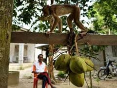 At This School, Monkeys Are Trained To Harvest Fruit For Farmers