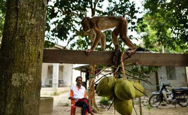 At This School, Monkeys Are Trained To Harvest Fruit For Farmers