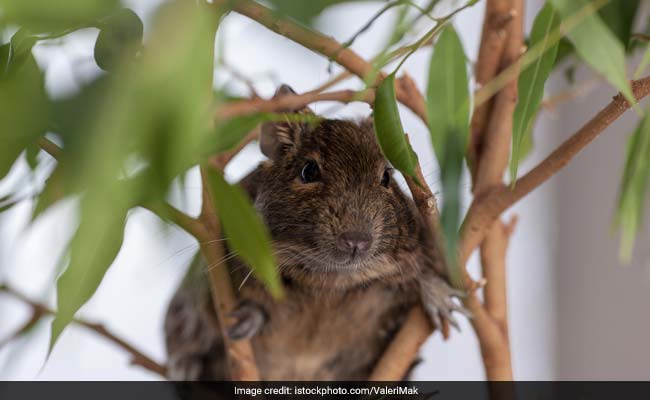 The Mice Ate The Marijuana, Says Police About Half A Ton Of Missing Weed