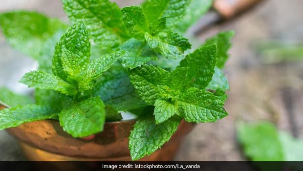 Mint Lassi - Smell the Mint Leaves