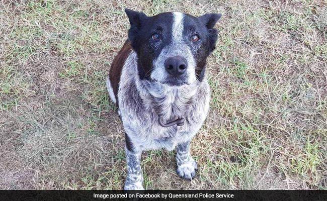 Elderly Dog Stays With Lost 3-Year-Old Through The Night, Leads Rescuers To Her