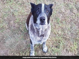 Elderly Dog Stays With Lost 3-Year-Old Through The Night, Leads Rescuers To Her Elderly Dog Stays With Lost 3-Year-Old Through The Night, Leads Rescuers To Her