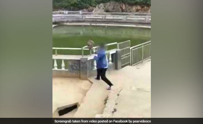 Man Pushes Monkey Into Water 'For Fun.' Watch Why It Was A Really Bad Idea