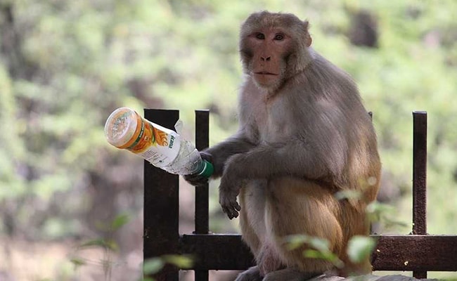 In 'World First', Female Monkey Eats Dead Baby After Carrying It For Days