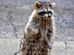"Zombie-Like" Raccoons Are Terrorising Residents Of This Small Town