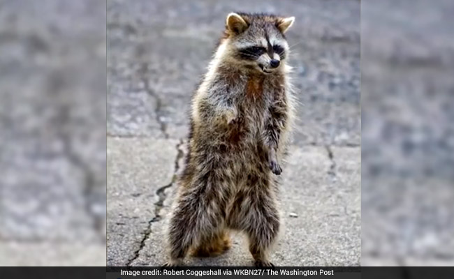 "Zombie-Like" Raccoons Are Terrorising Residents Of This Small Town