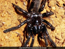 World's Oldest Known Spider Dies - Of Wasp Sting World's Oldest Known Spider Dies - Of Wasp Sting